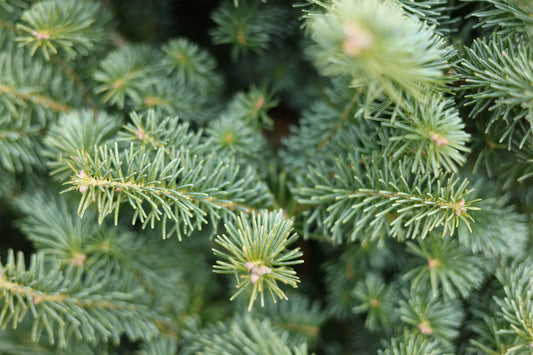 Pourquoi nos sapins sont un choix écoresponsable?