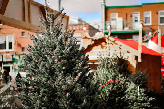 La différence entre un sapin cultivé au Québec et un sapin importé