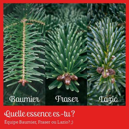 Quelle est votre essence? Une quête d'authenticité arboricole