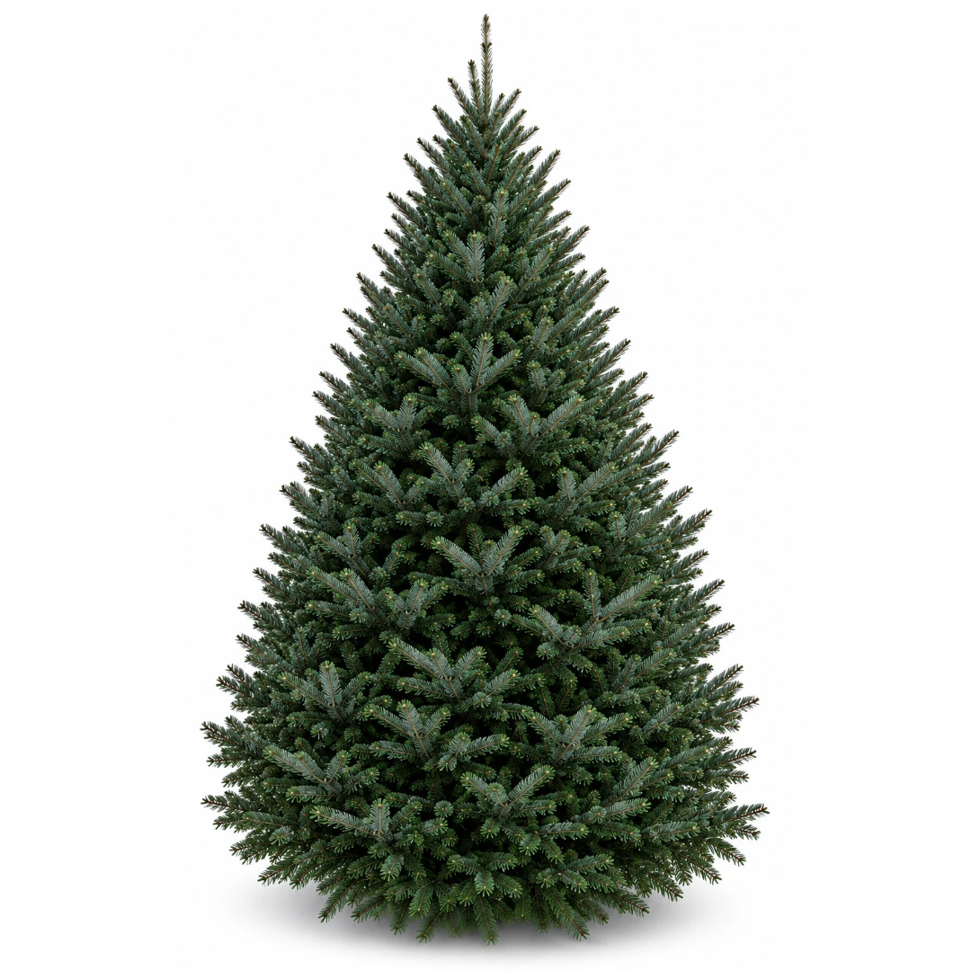 Sapin fraser