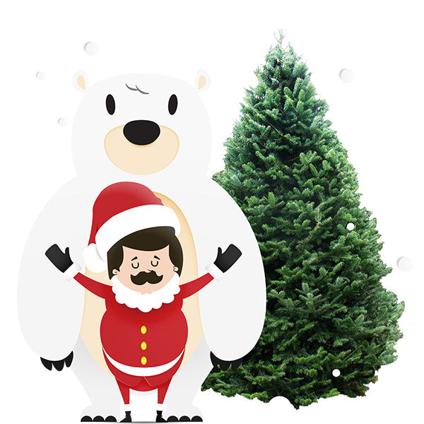 Balsam Fir