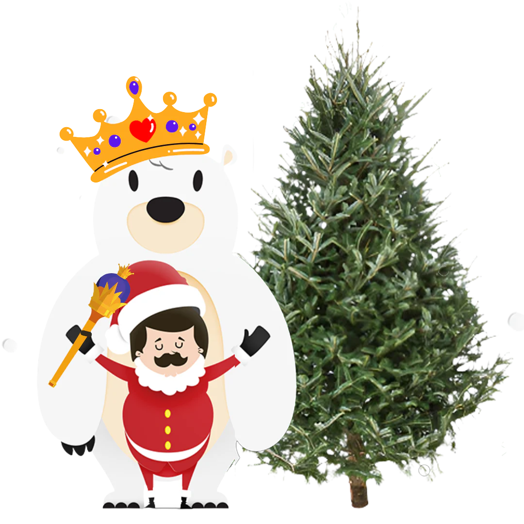 Fraser Fir