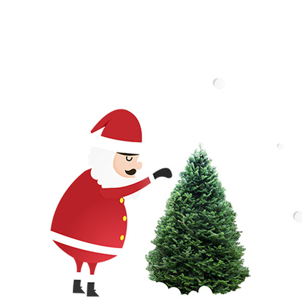 Balsam Fir