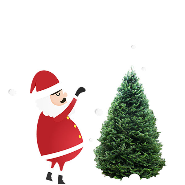 Balsam Fir
