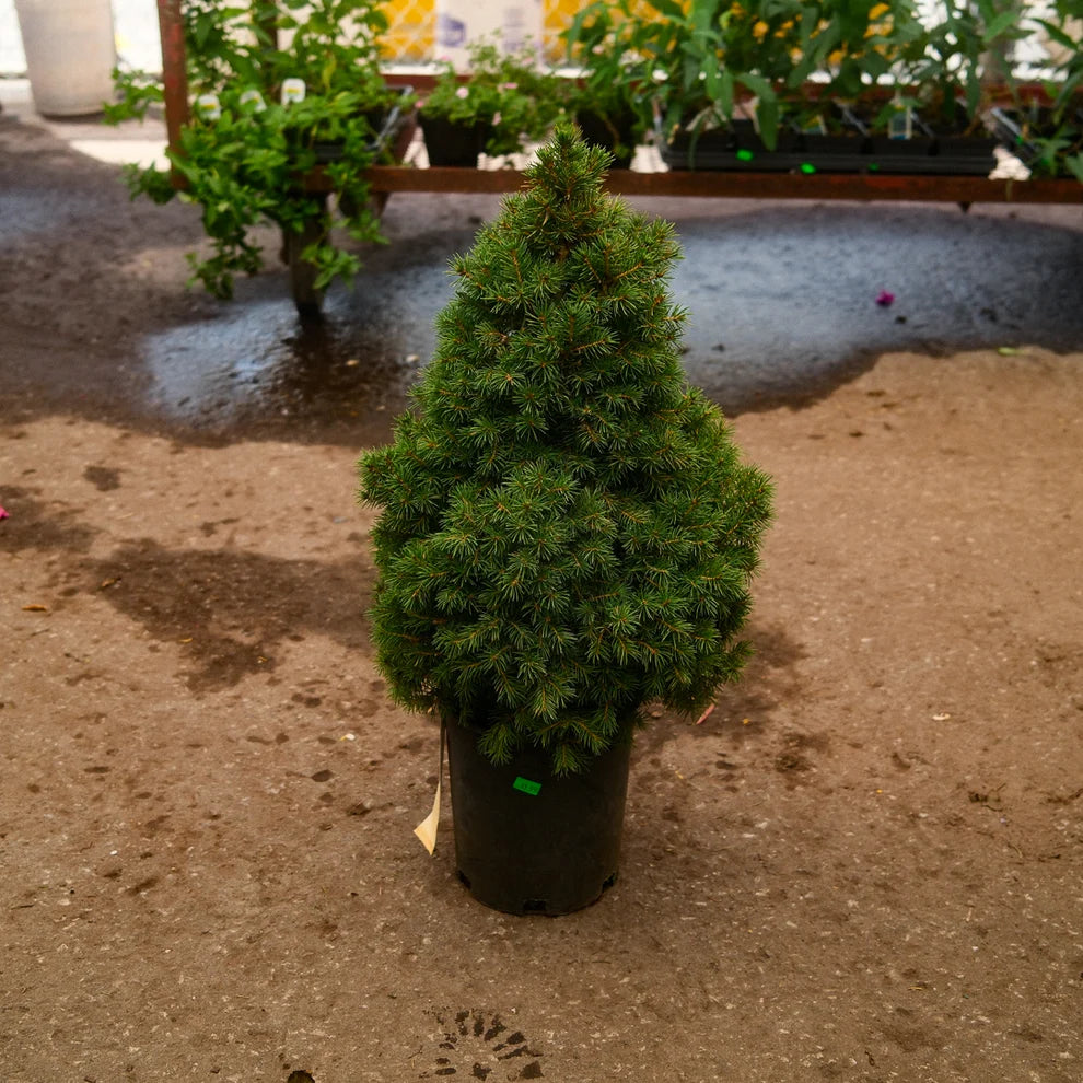Épinette Blanche Conique (Picea glauca ‘Conica’)