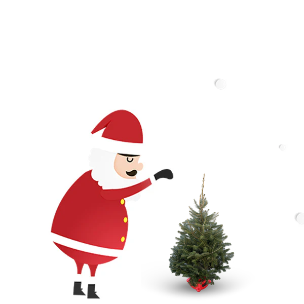 Balsam Fir