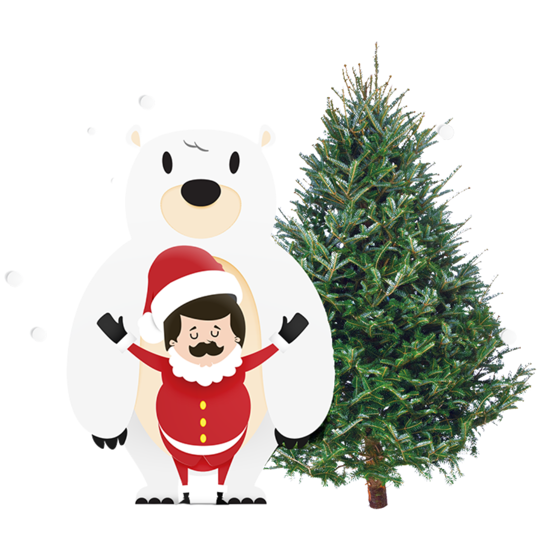 Fraser Fir