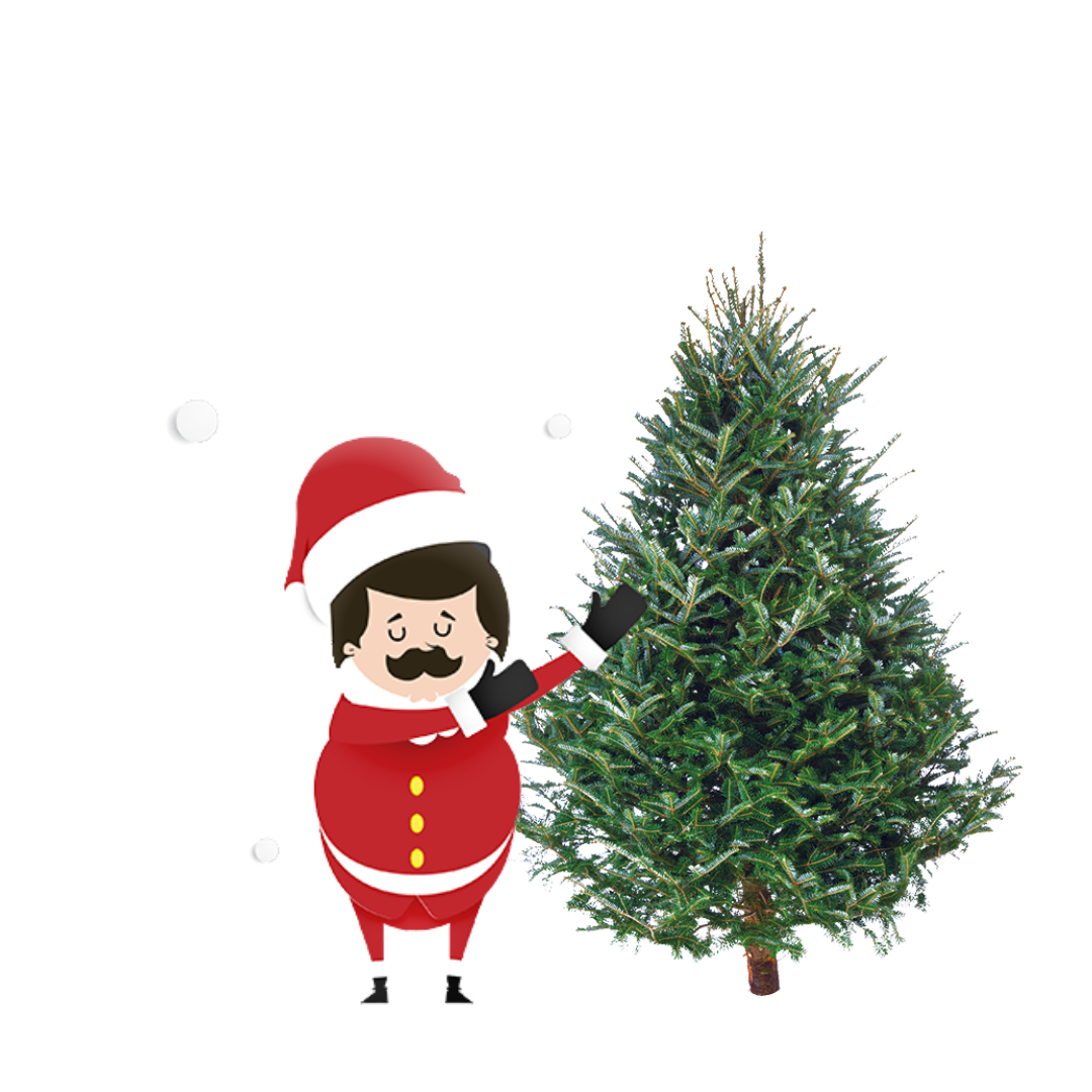 Fraser Fir