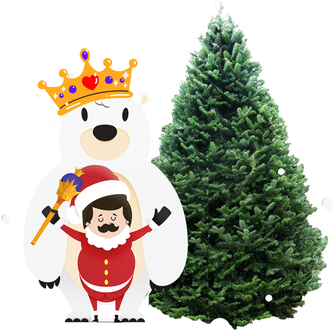 Balsam Fir