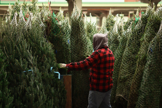 Combien coûte un vrai sapin de Noël au Québec en 2026?