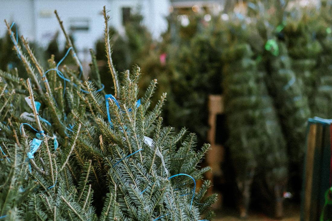 Les bienfaits d’un sapin de Noël naturel pour l’environnement : Pourquoi choisir un arbre naturel est plus écologique