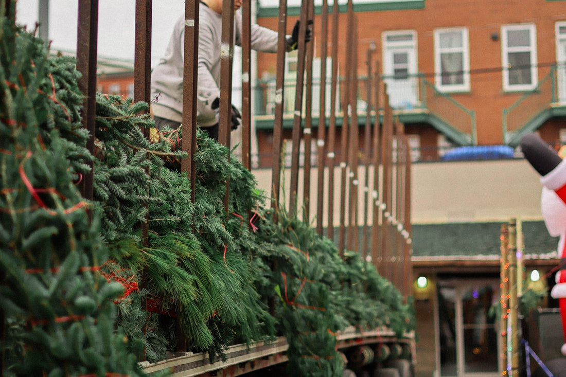 Quand acheter son sapin de Noël à Montréal?