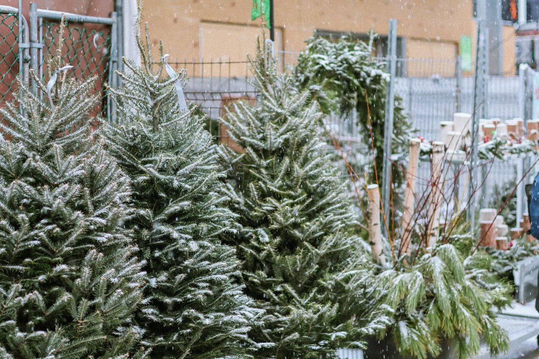 Pourquoi mon sapin de Noël perd-il ses aiguilles?