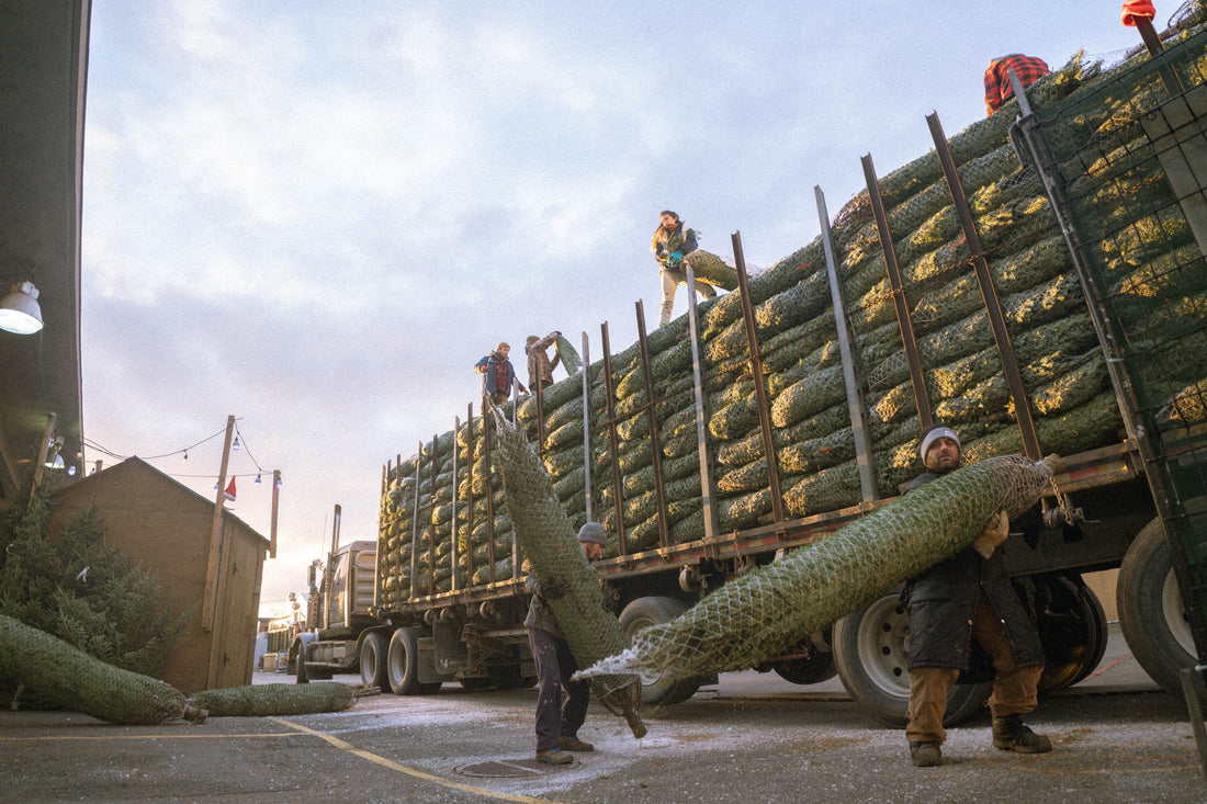 Sapin naturel ou artificiel : lequel est le plus écologique?