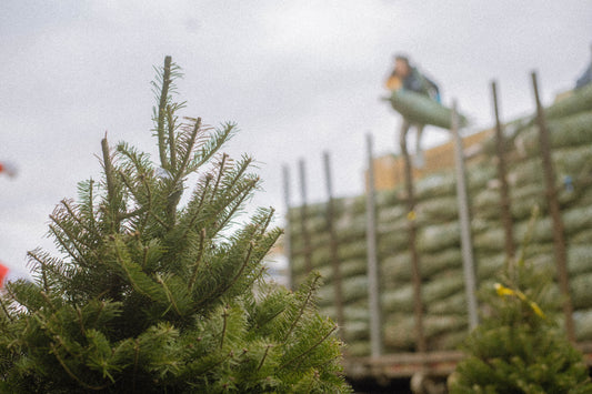 Pièges et mythes à éviter avec votre sapin de Noël 🎄
