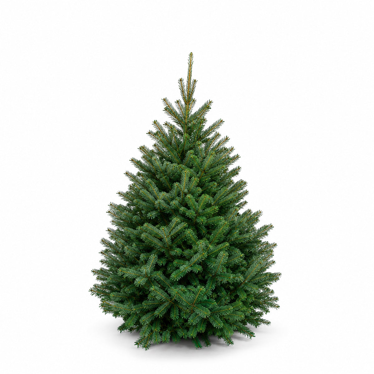 Sapin baumier