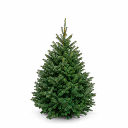 Sapin baumier