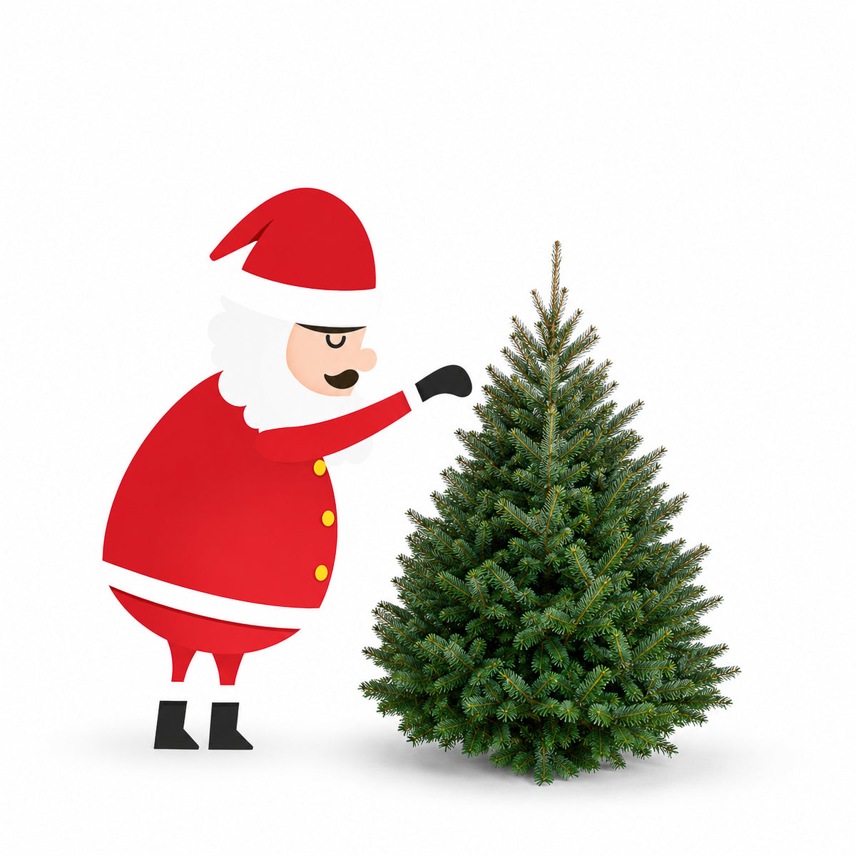 Sapin baumier