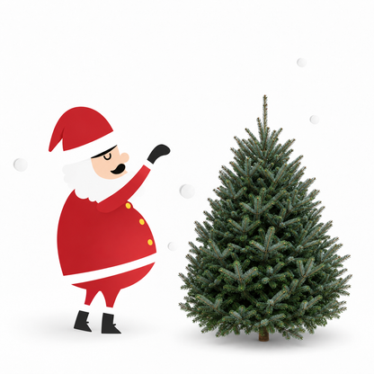 Sapin fraser