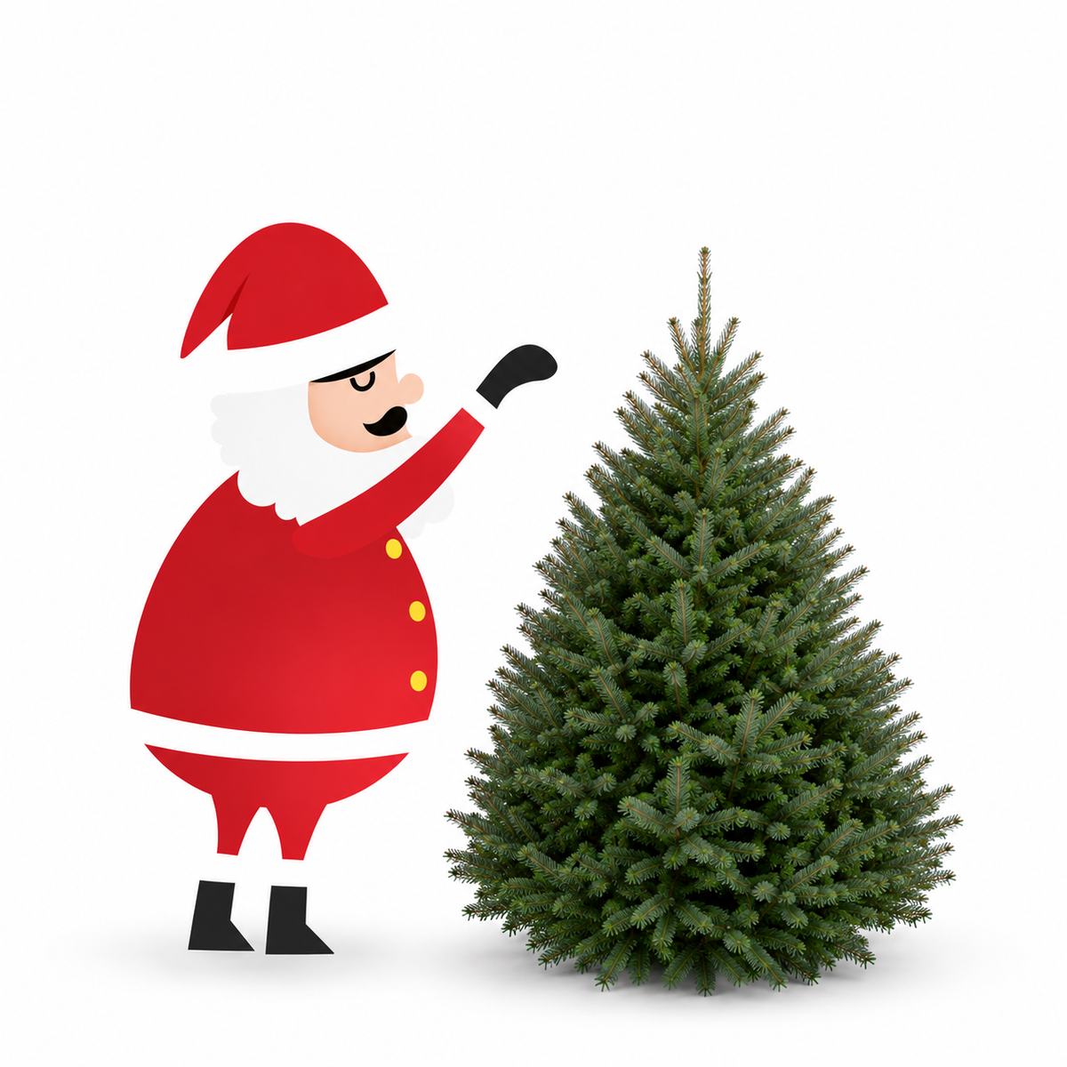 Sapin baumier