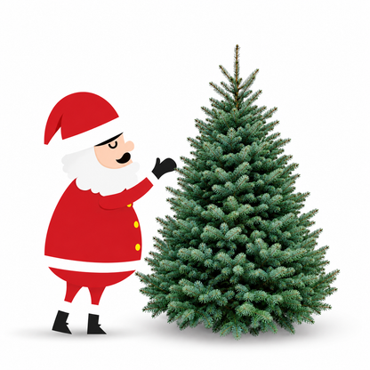 Sapin Lazio