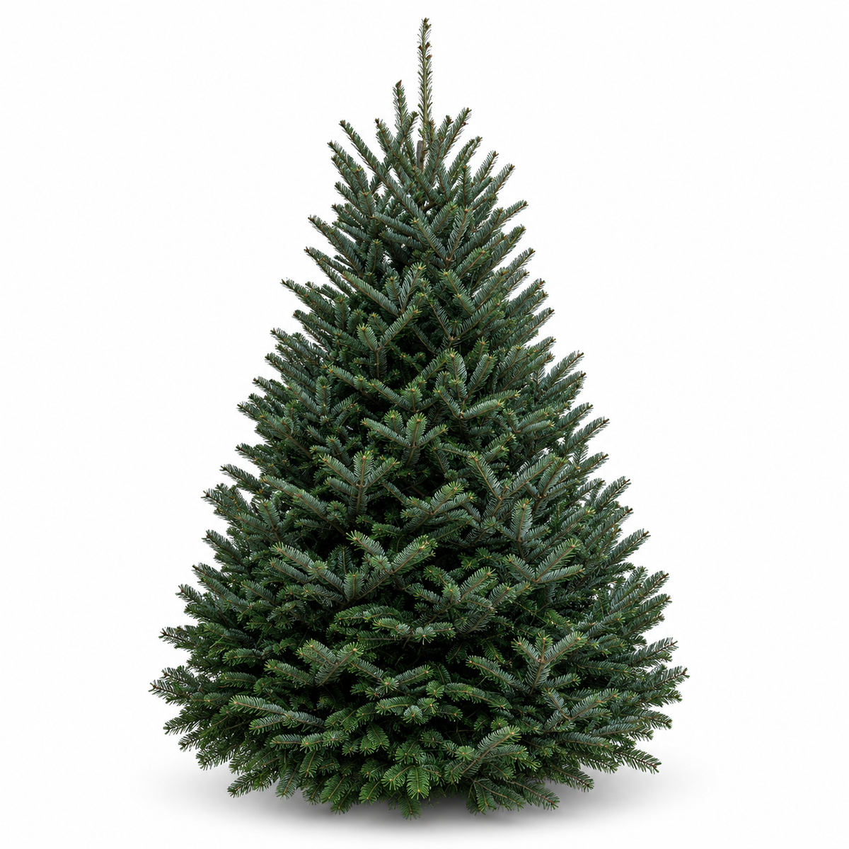 Sapin fraser