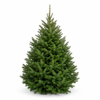 Sapin baumier