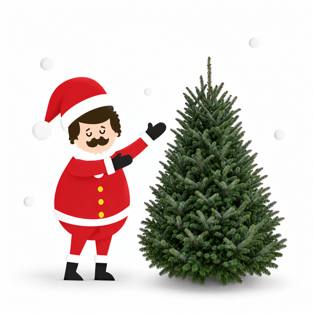 Sapin baumier 6=7 pieds sur fond blanc avec bonhomme à côté