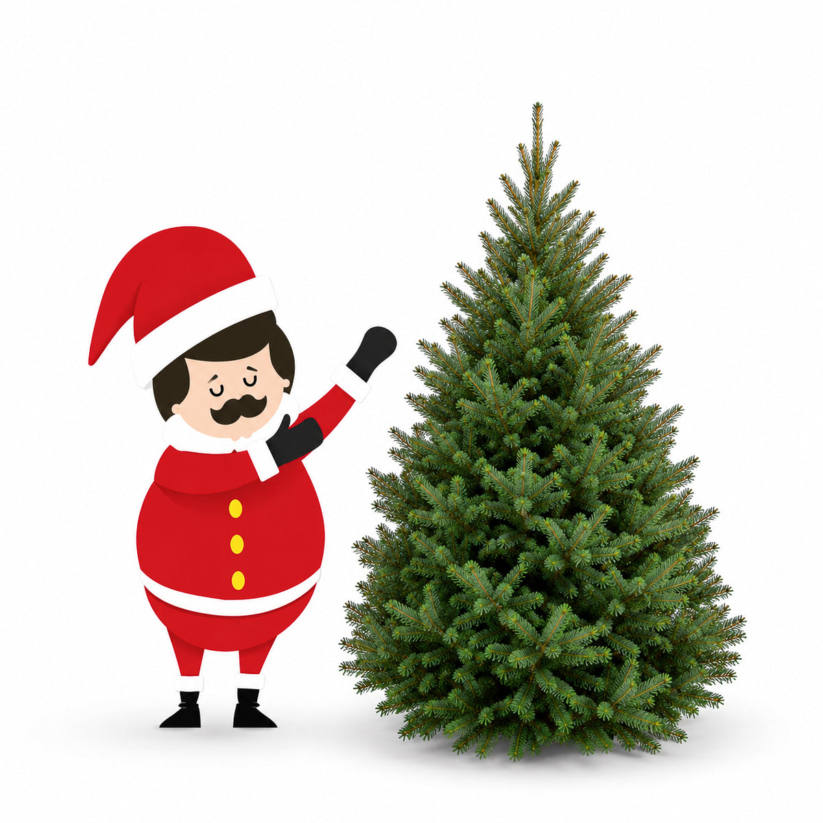 Sapin baumier