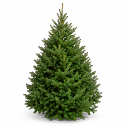 Sapin baumier