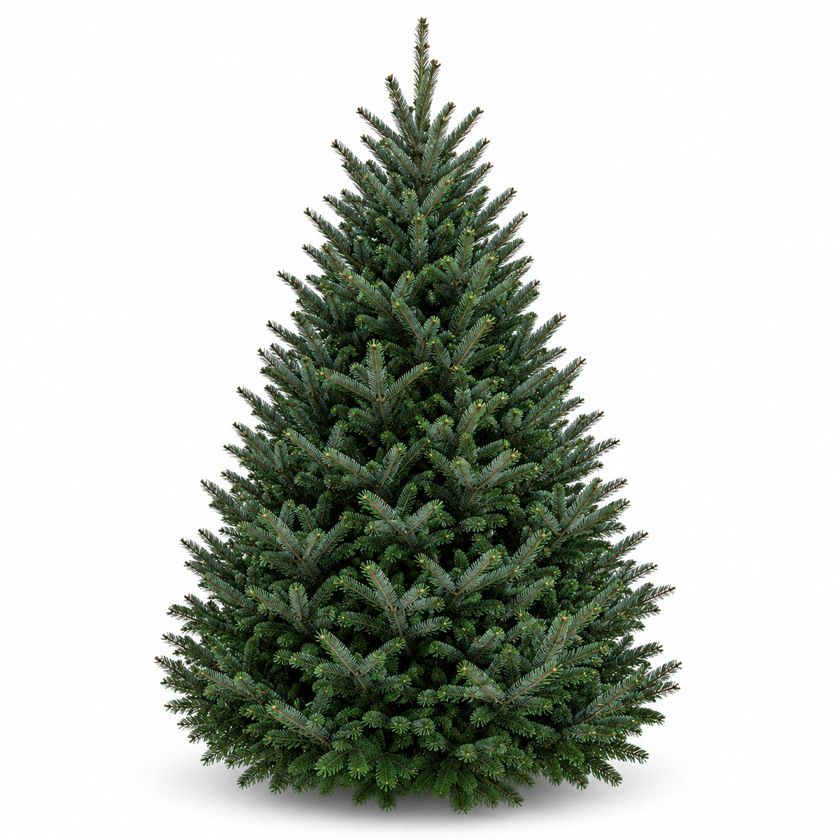 Sapin fraser