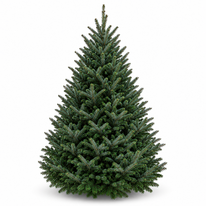 Sapin fraser
