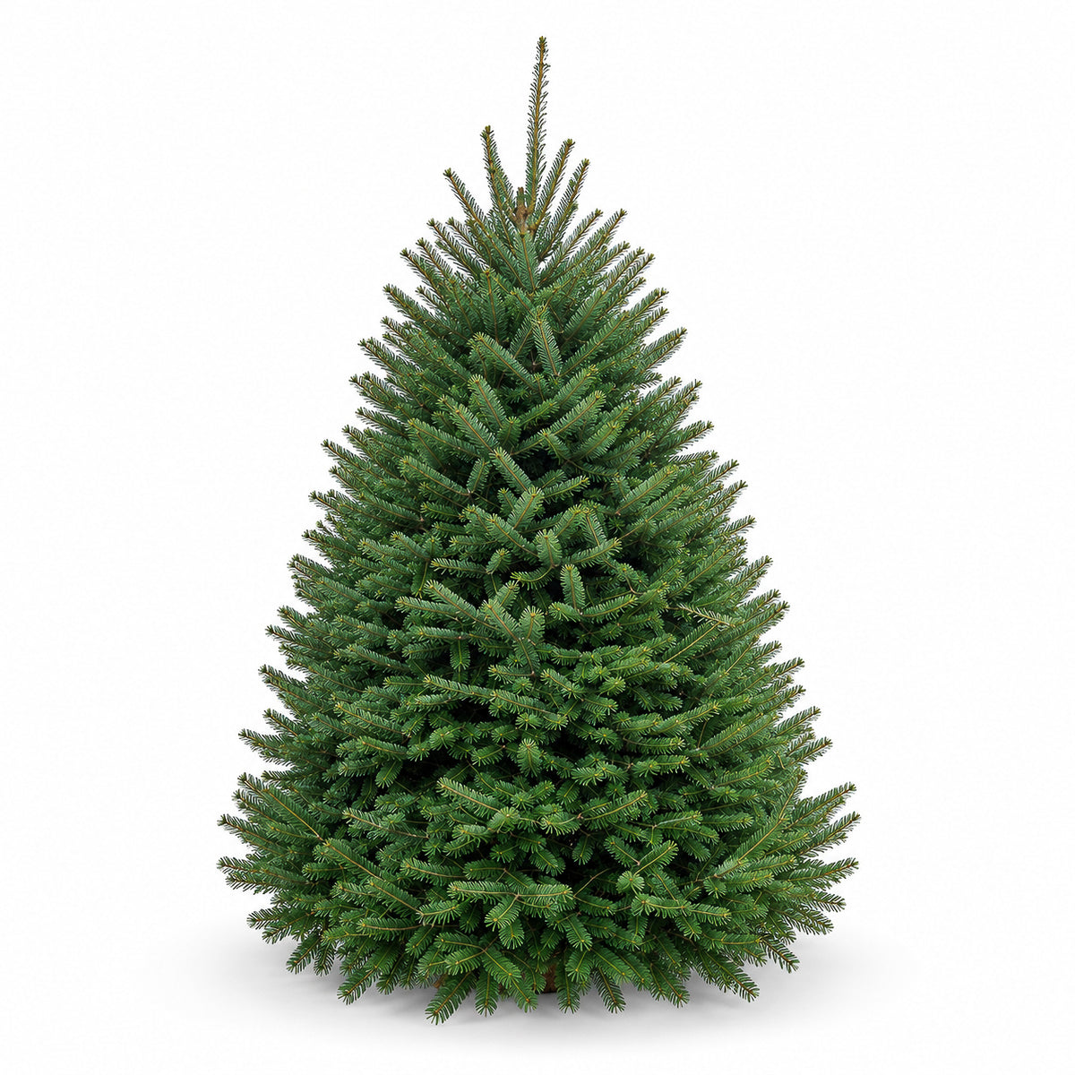Sapin baumier