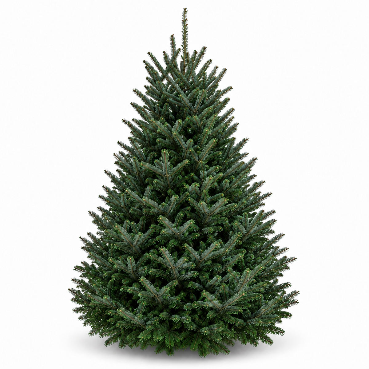 Sapin fraser 6-7 pieds sur fond blanc