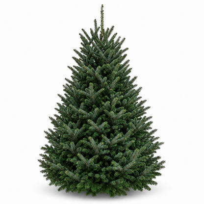 Sapin fraser 6-7 pieds sur fond blanc