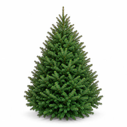 Sapin baumier