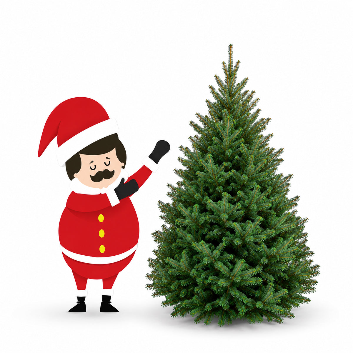 Sapin baumier
