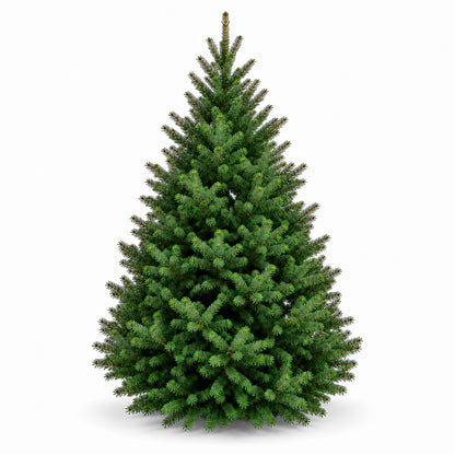 Sapin baumier