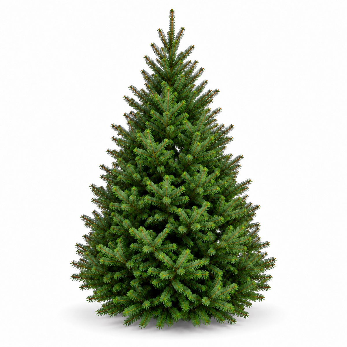 Sapin baumier