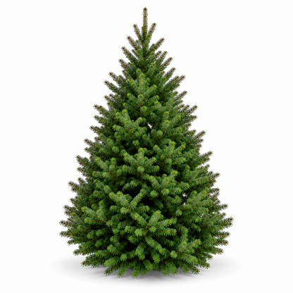 Sapin baumier