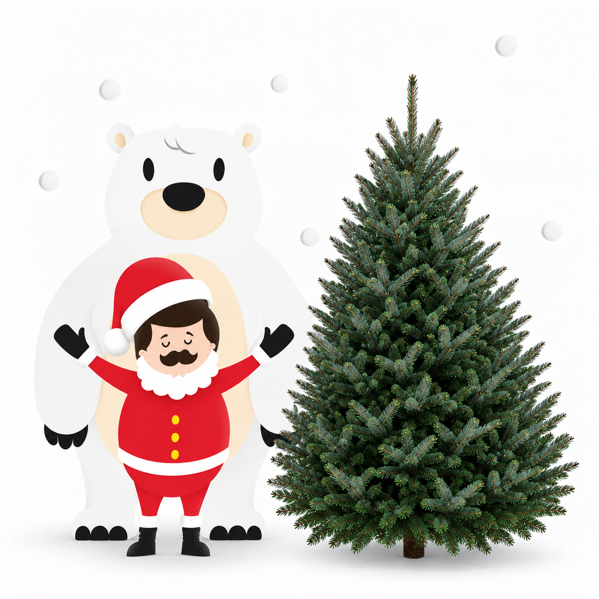 Sapin fraser