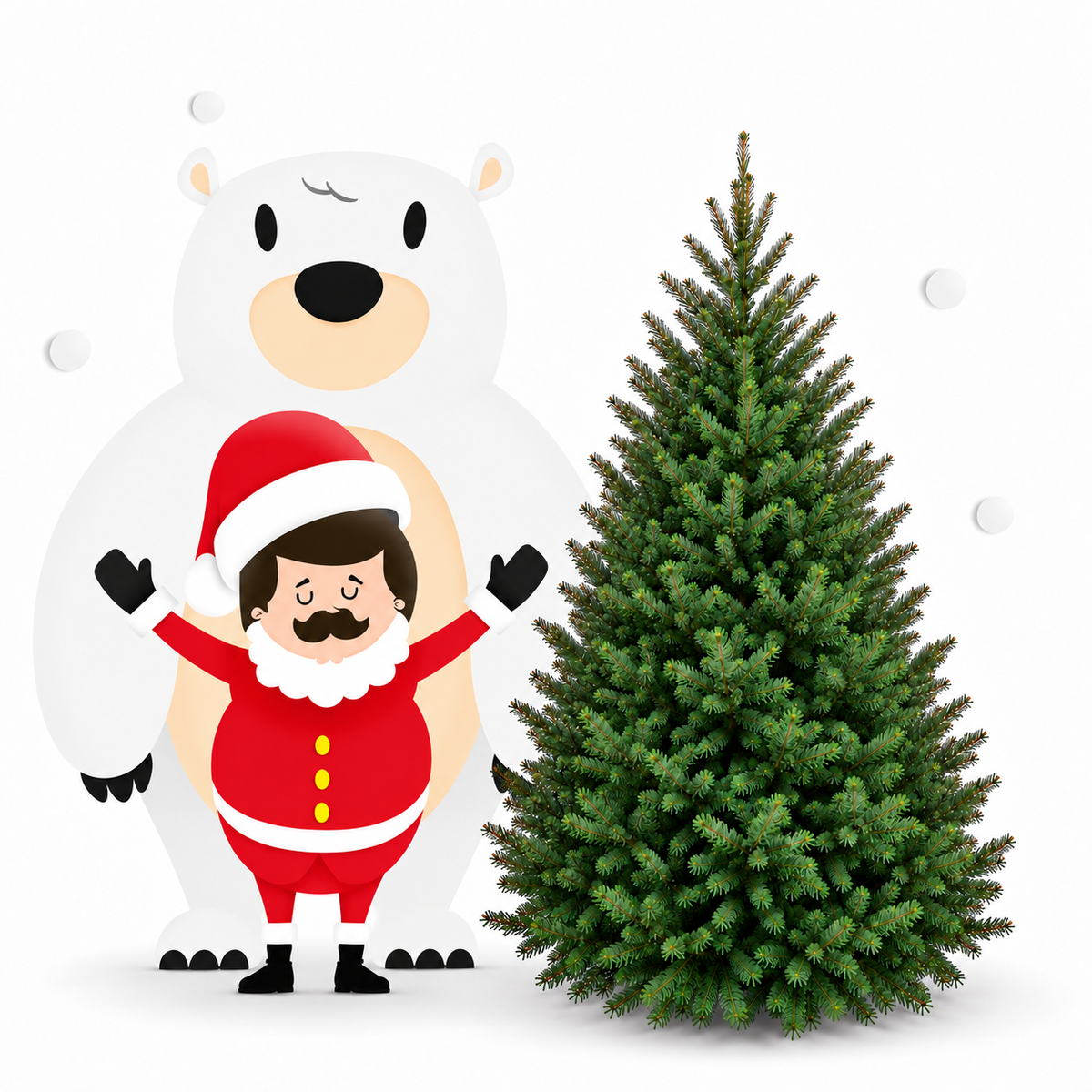 Sapin baumier