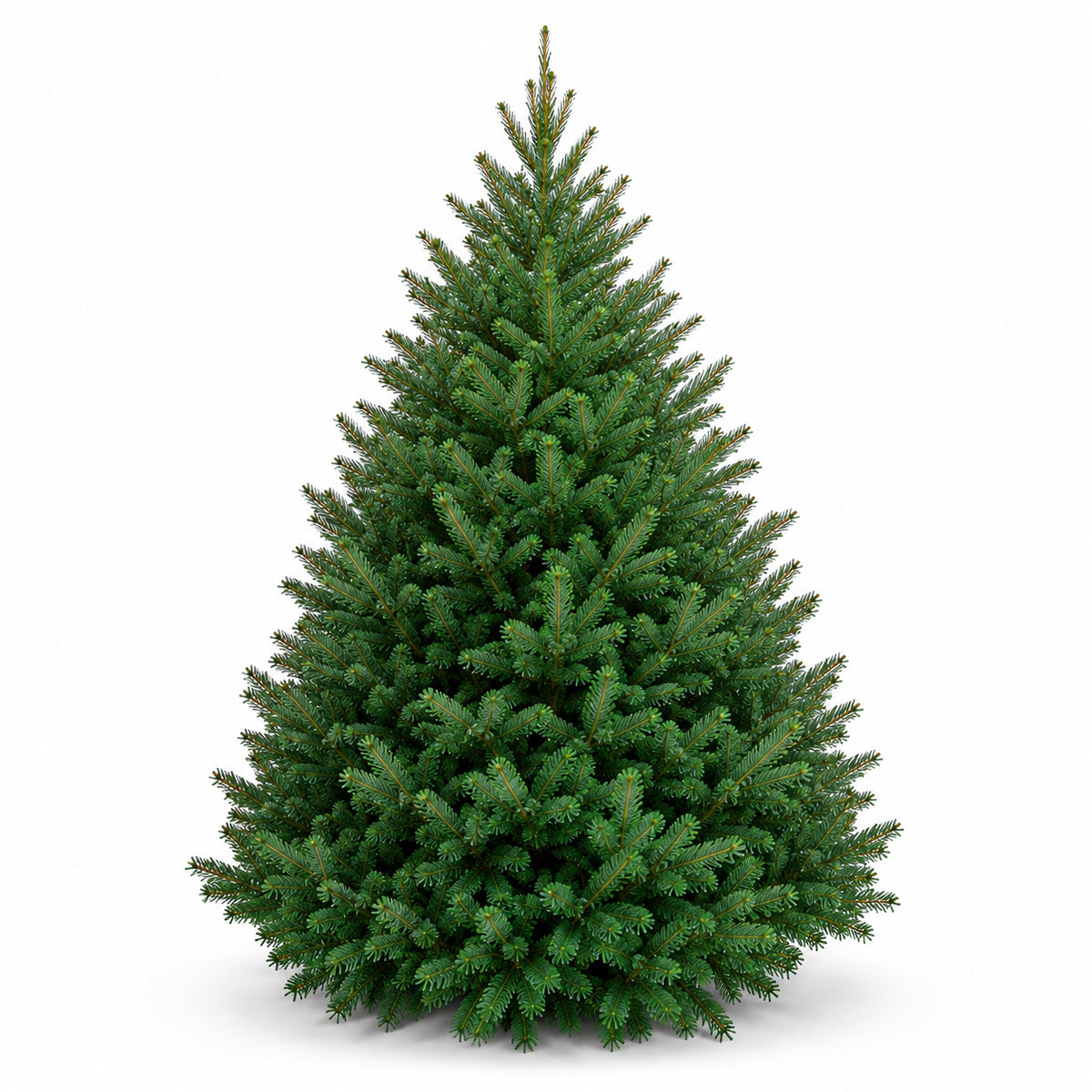 Sapin baumier