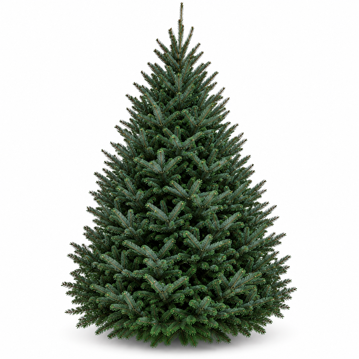 Sapin fraser
