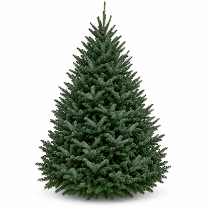Sapin fraser