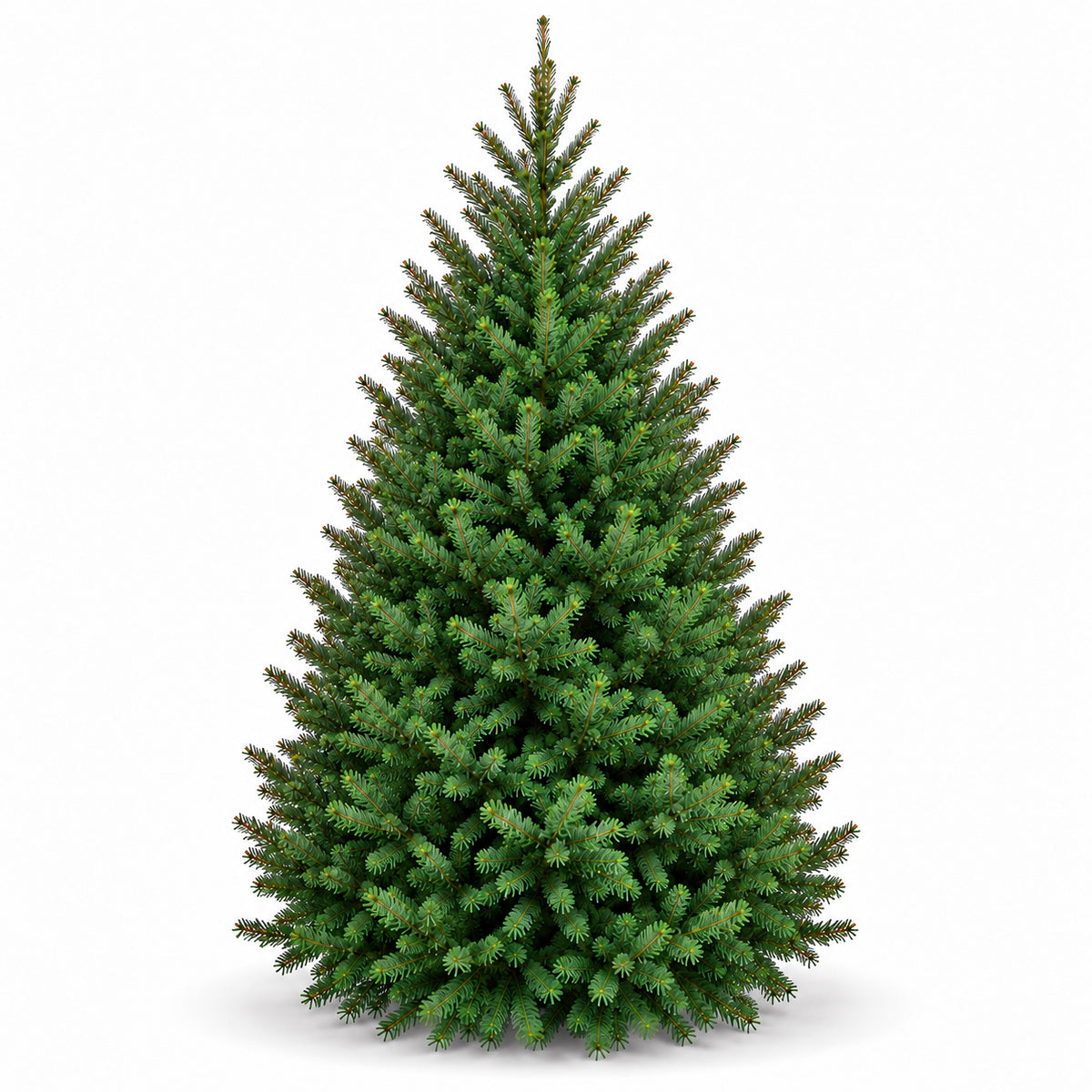 Sapin baumier
