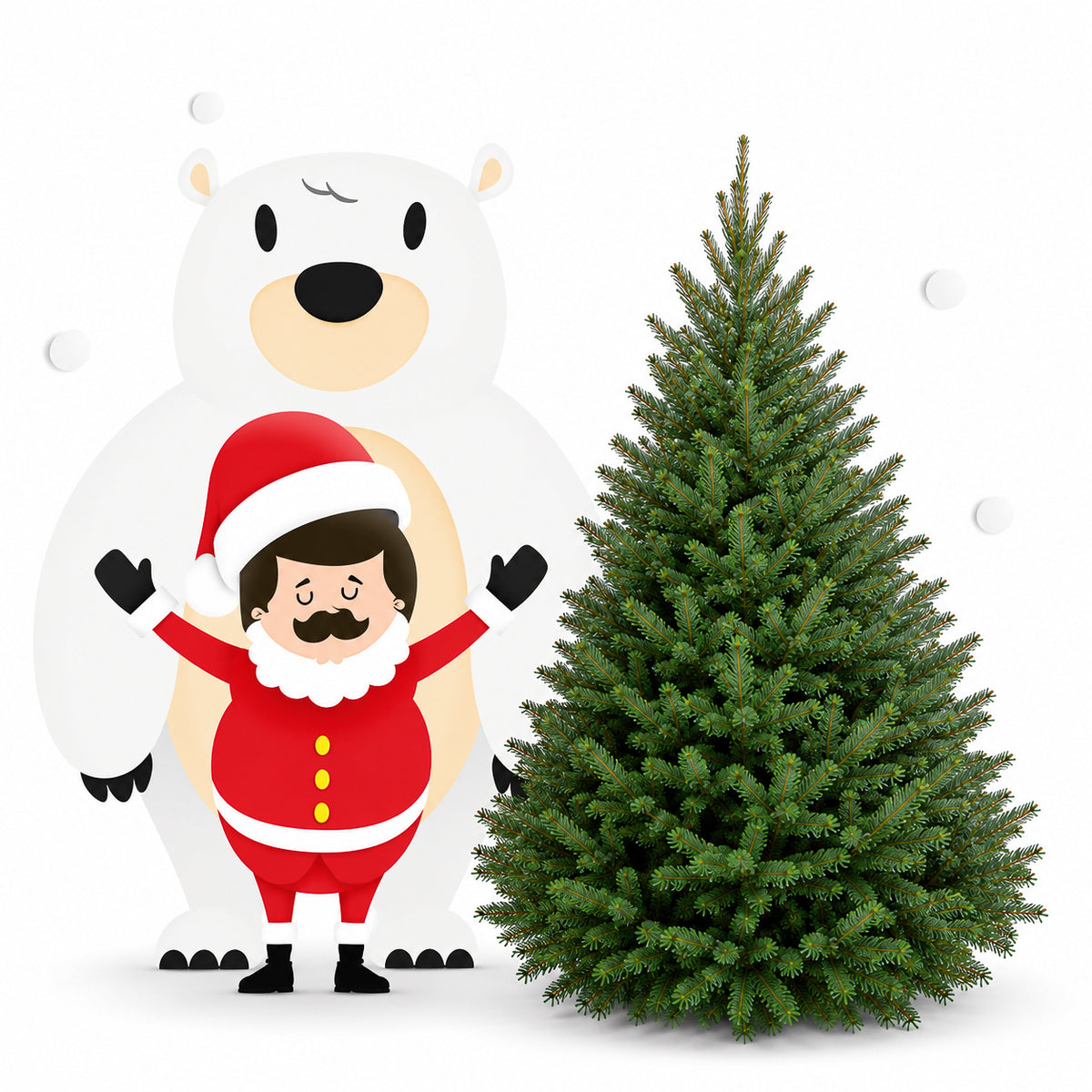 Sapin baumier