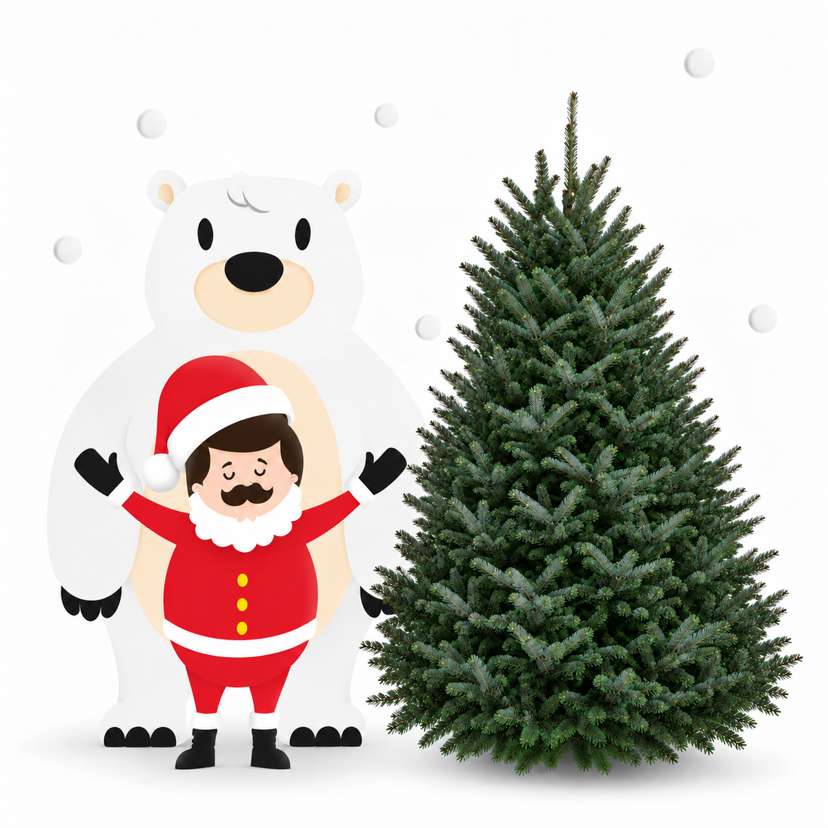 Sapin fraser 7-8 pieds sur fond blanc avec père noel à côté