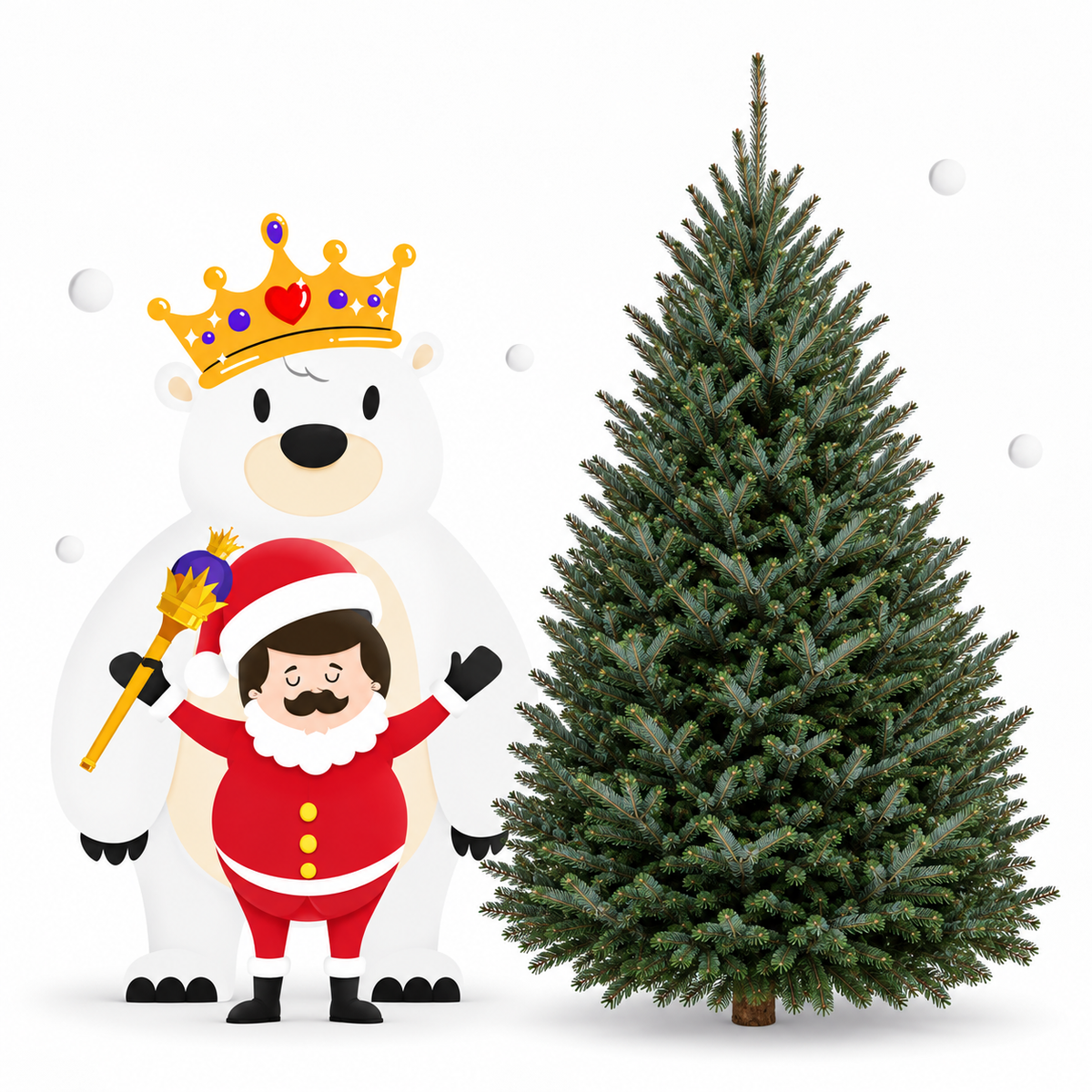 Sapin fraser
