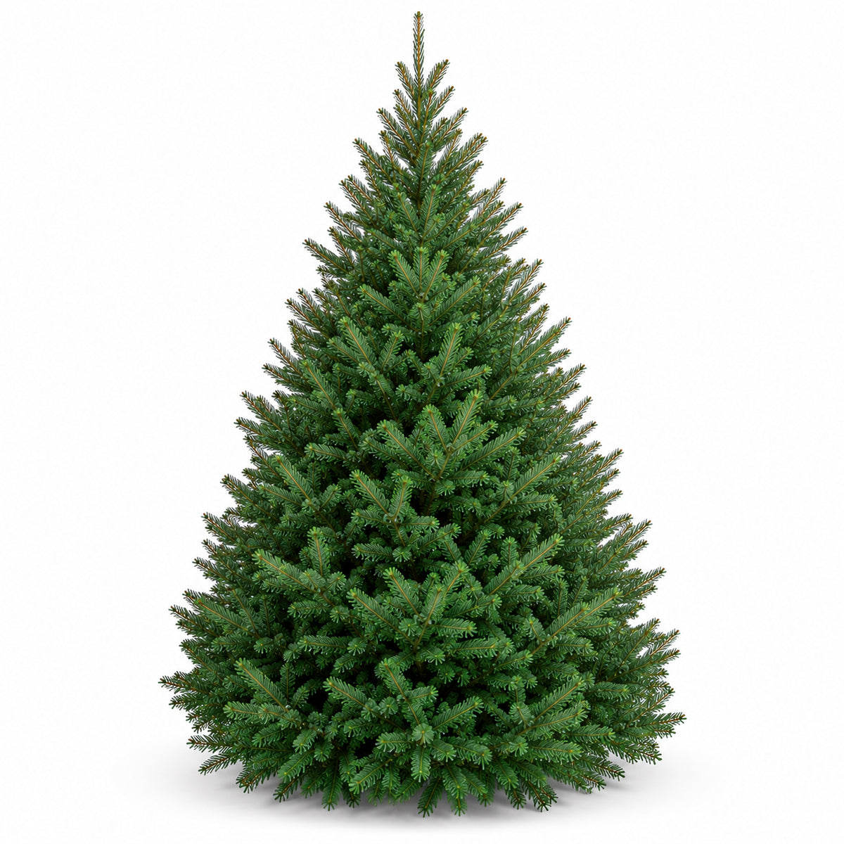 Sapin baumier